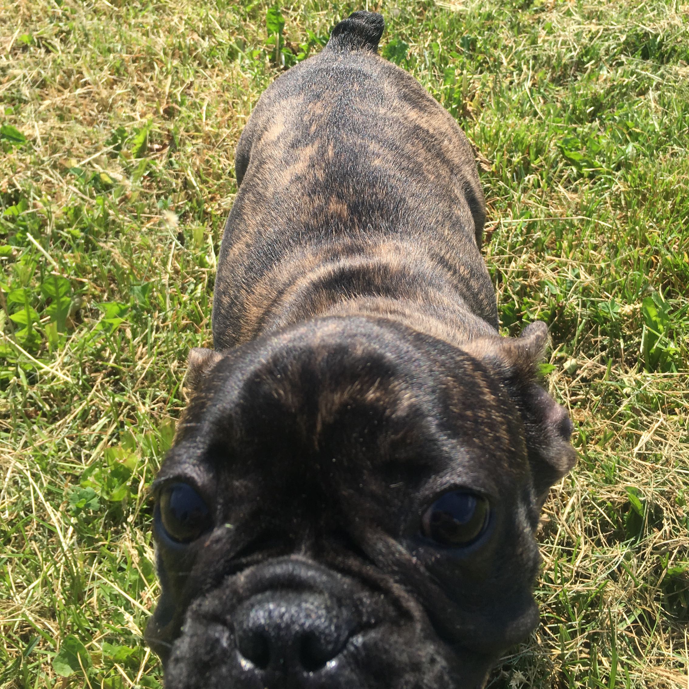 Mein französischer bulldogge atmet sehr schnell beim schlafen? (Körper