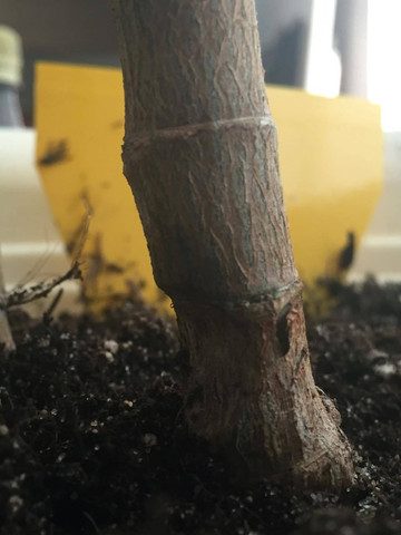 Das ist der untere Stamm - (Zimmerpflanzen, Geldbaum, Kakteenpflanze)
