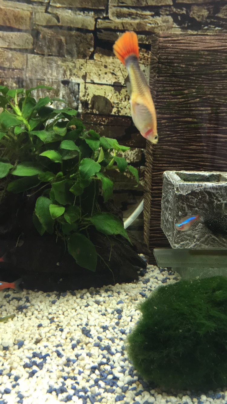 Mein guppy schwimmt komisch Was bedeutet das wenn mein fisch so