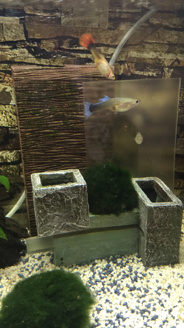 Mein guppy schwimmt komisch Was bedeutet das wenn mein fisch so