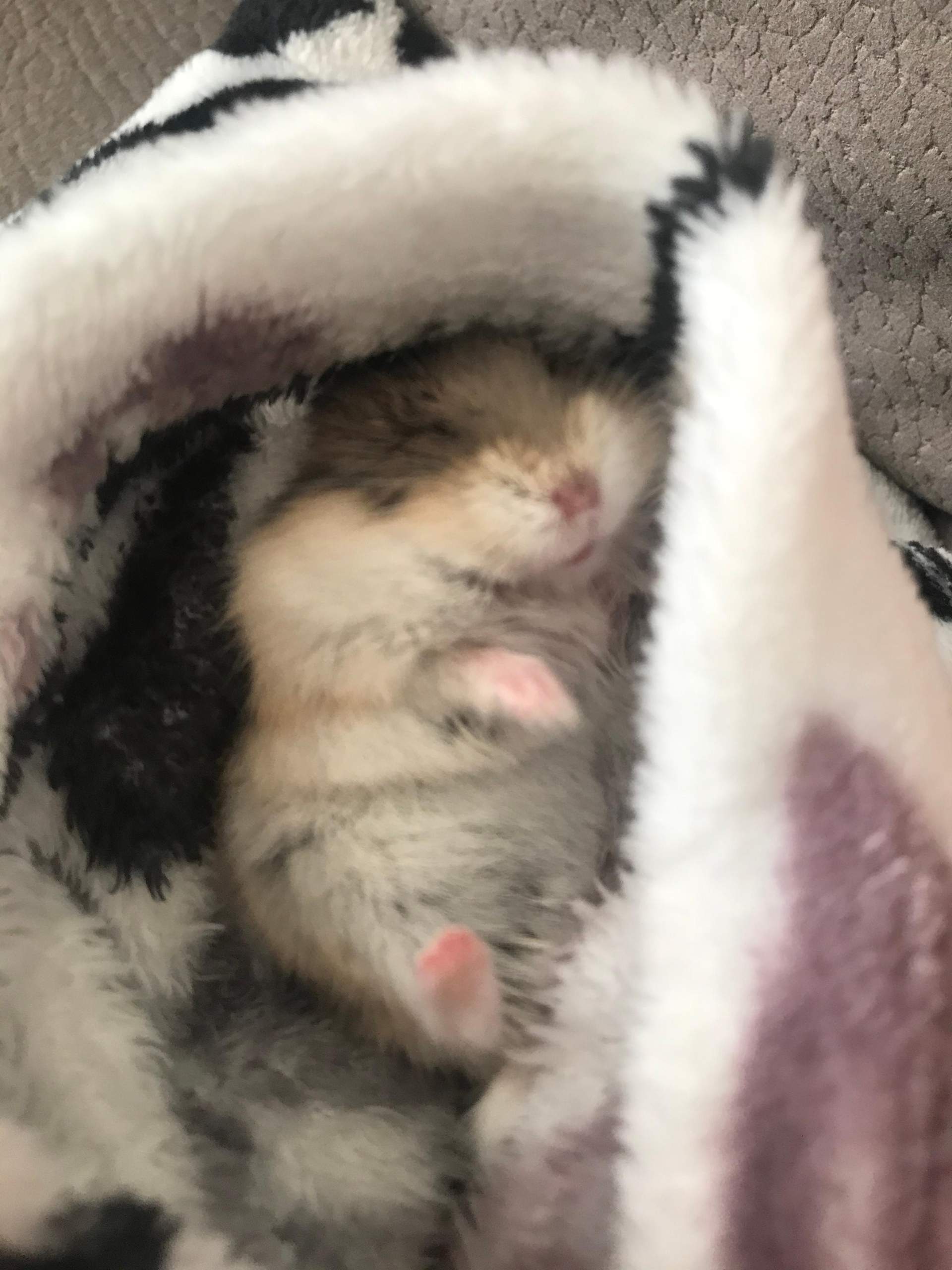 Mein Hamster. Bewegt sich nicht aber atmet noch? (Haustiere)