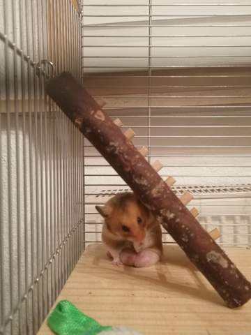 Mein hamster hat Beulen am Popo?