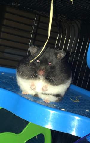 Mein Hamster ist sehr übergewichtig was kann ich tun?