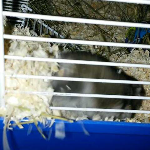 Mein Hamster 'wirft' sein Streu immer aus dem Käfig!