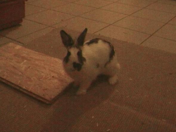 Mein Hase Haut Andauernd Ab Hasen Ausbrechen