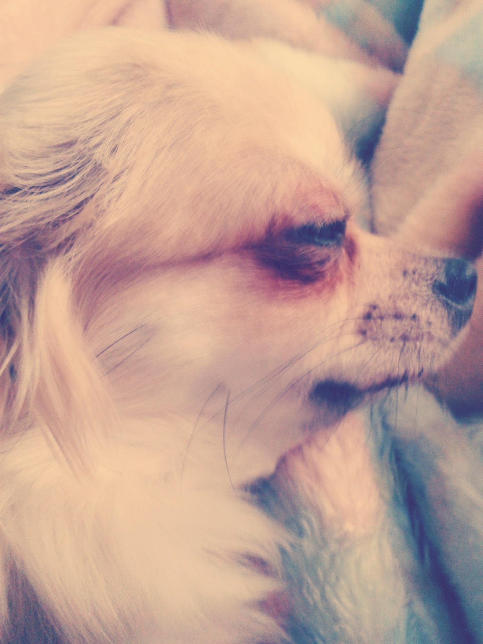 mein hund beißt mich und knurrt mich an könnt ihr mir helfen? (Chihuahua)