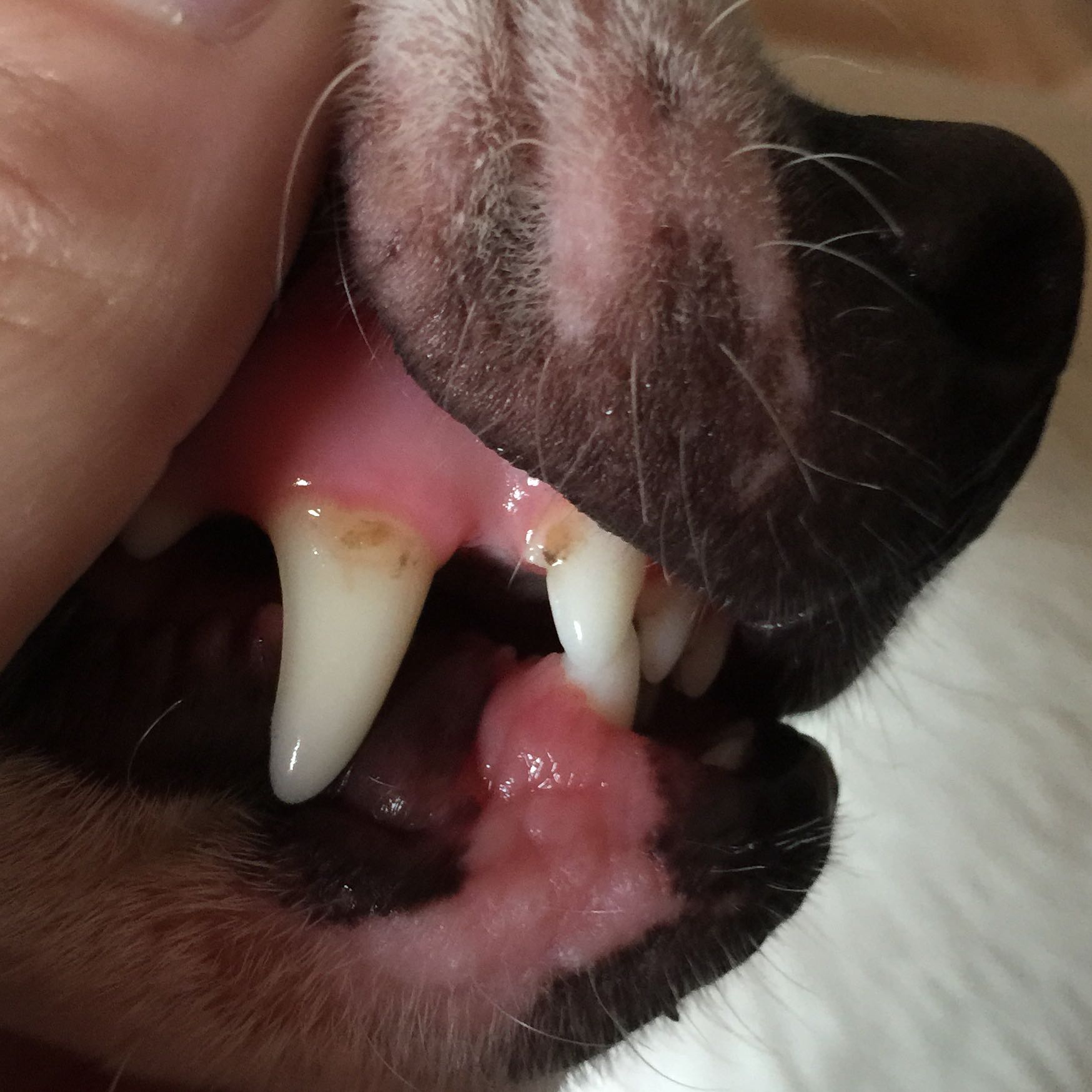 Mein Hund bekommt ganz wenig Zahnstein. Was tun? (Knochen, Zahnpflege)