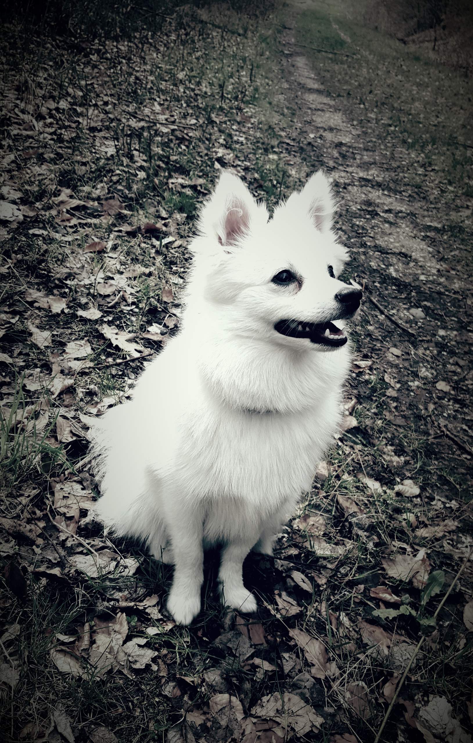 Mein hund bellt beim gassi gehen was kann ich tun? (kleinspitz)
