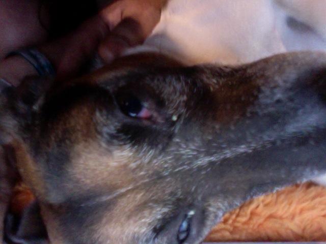 Mein Hund eitert aus beiden Augen, was soll ich tun?