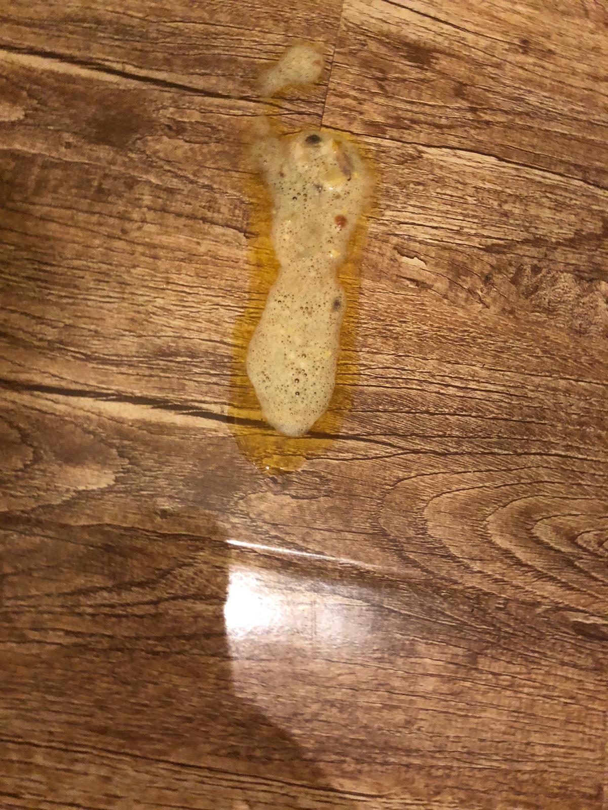 mein hund erbricht komisches was ist das tiere tierarzt erbrechen