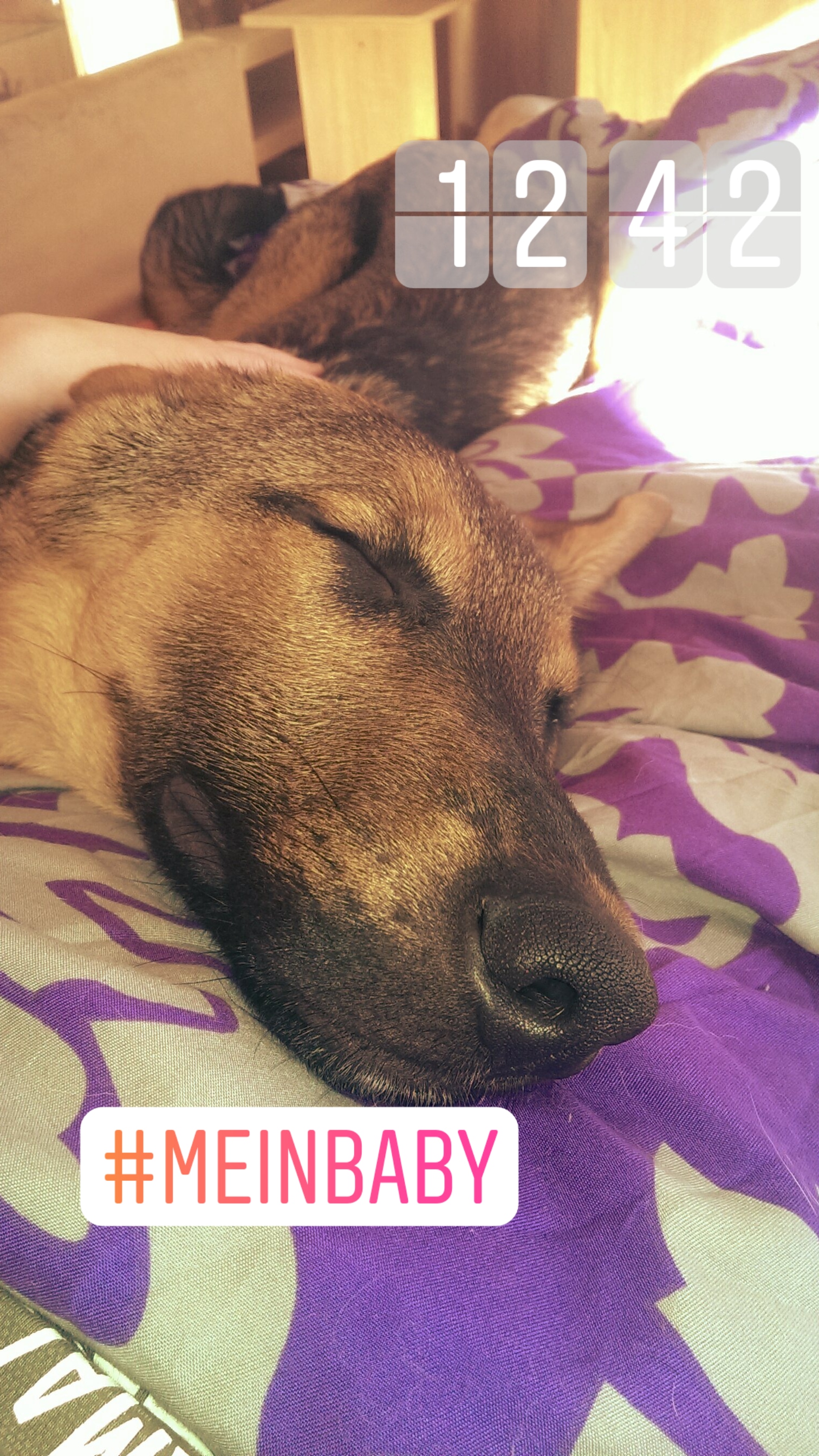 mein hund erkennt personen nicht mehr liebe und beziehung