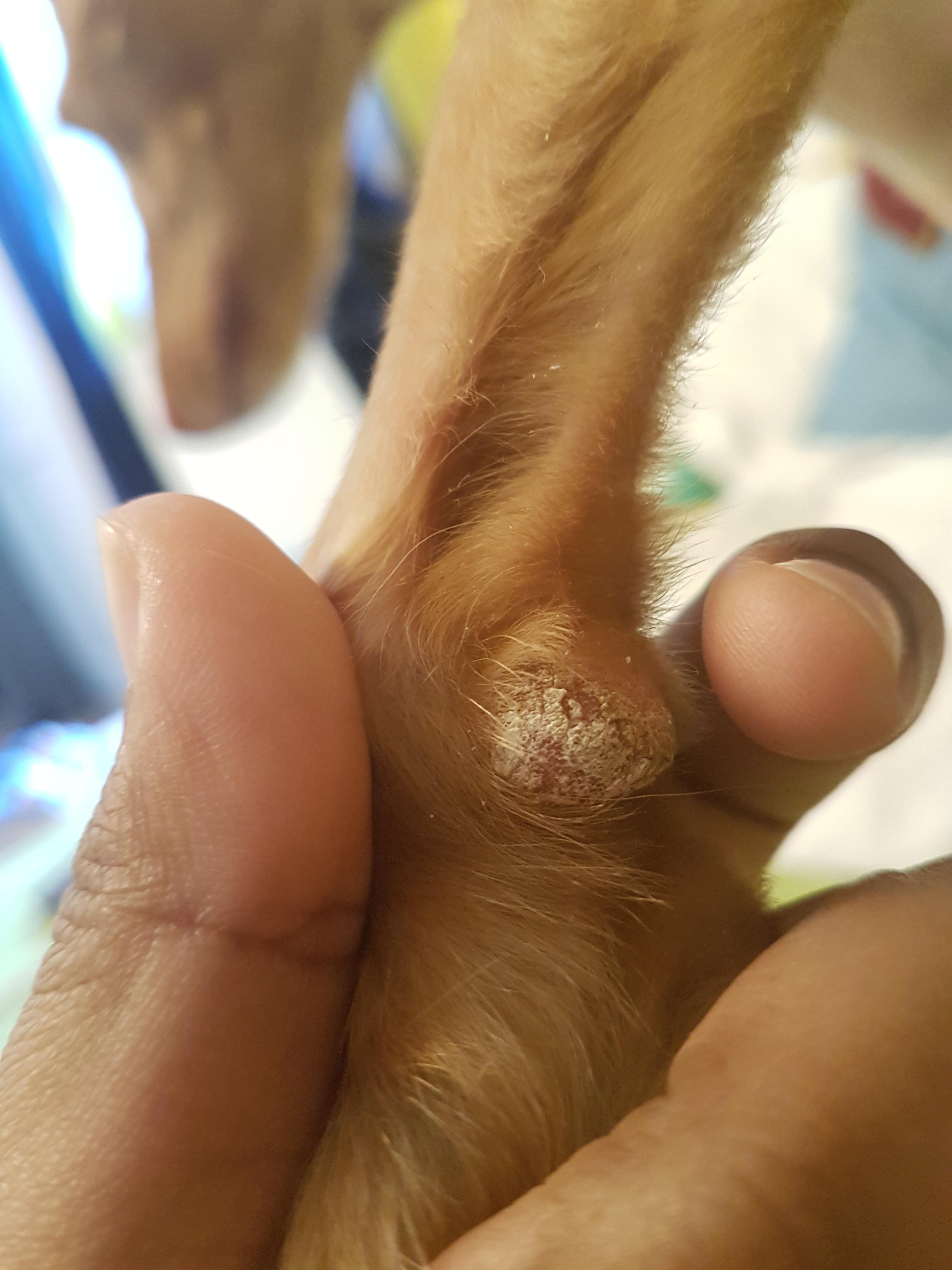 Mein Hund hat an der Pfote ein weißen Ballen…Was könnte das sein?