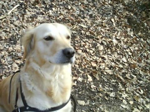 Kimba mein Hund - (Tiere, Angst, Hund)