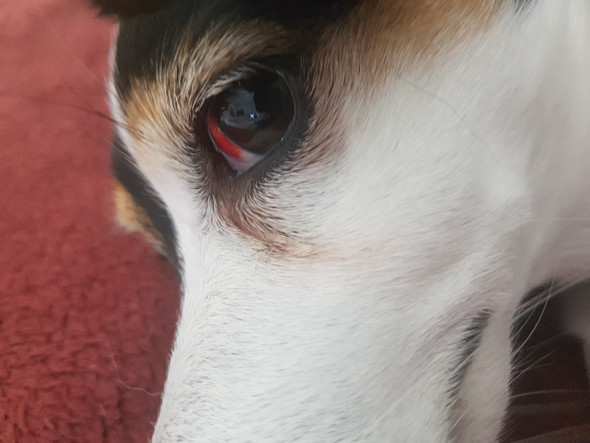 Mein Hund hat Blut im Auge? (Augen)