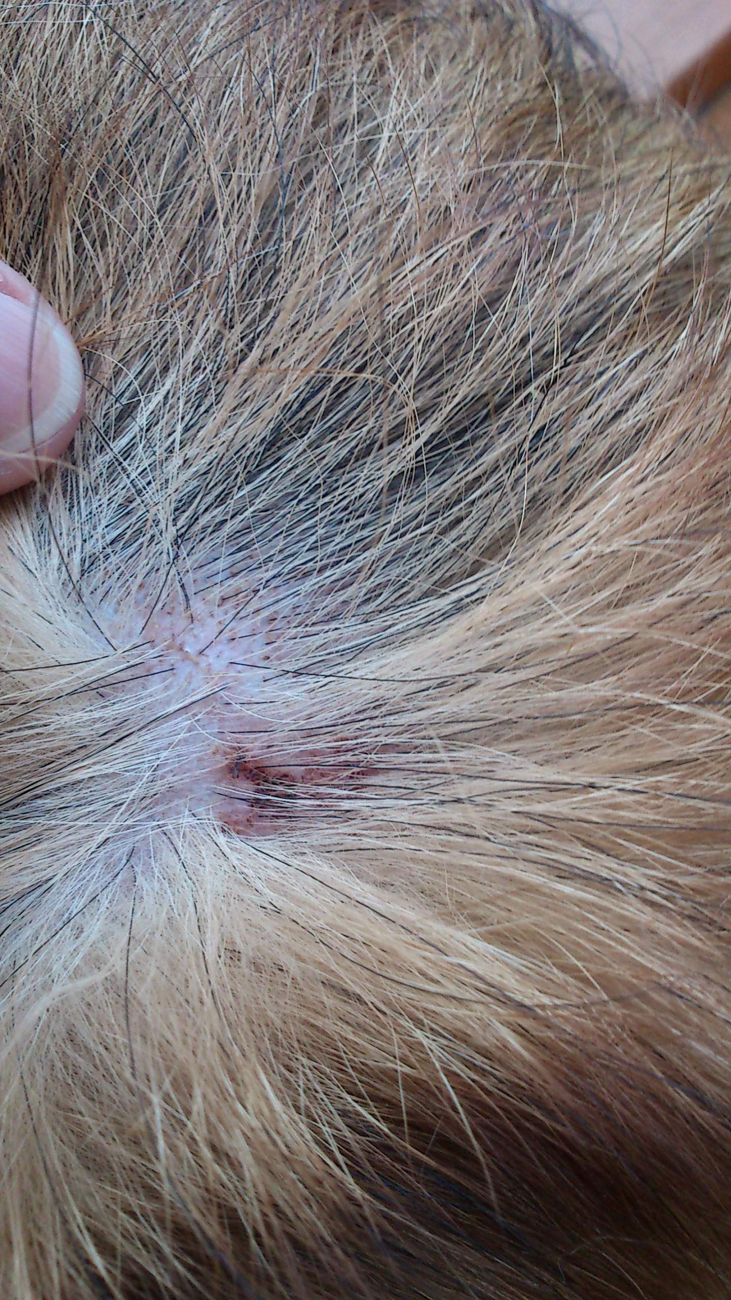 Mein Hund hat das Jucken. Wie kann ich ihm helfen? (Tiere, Haut, Wunde)
