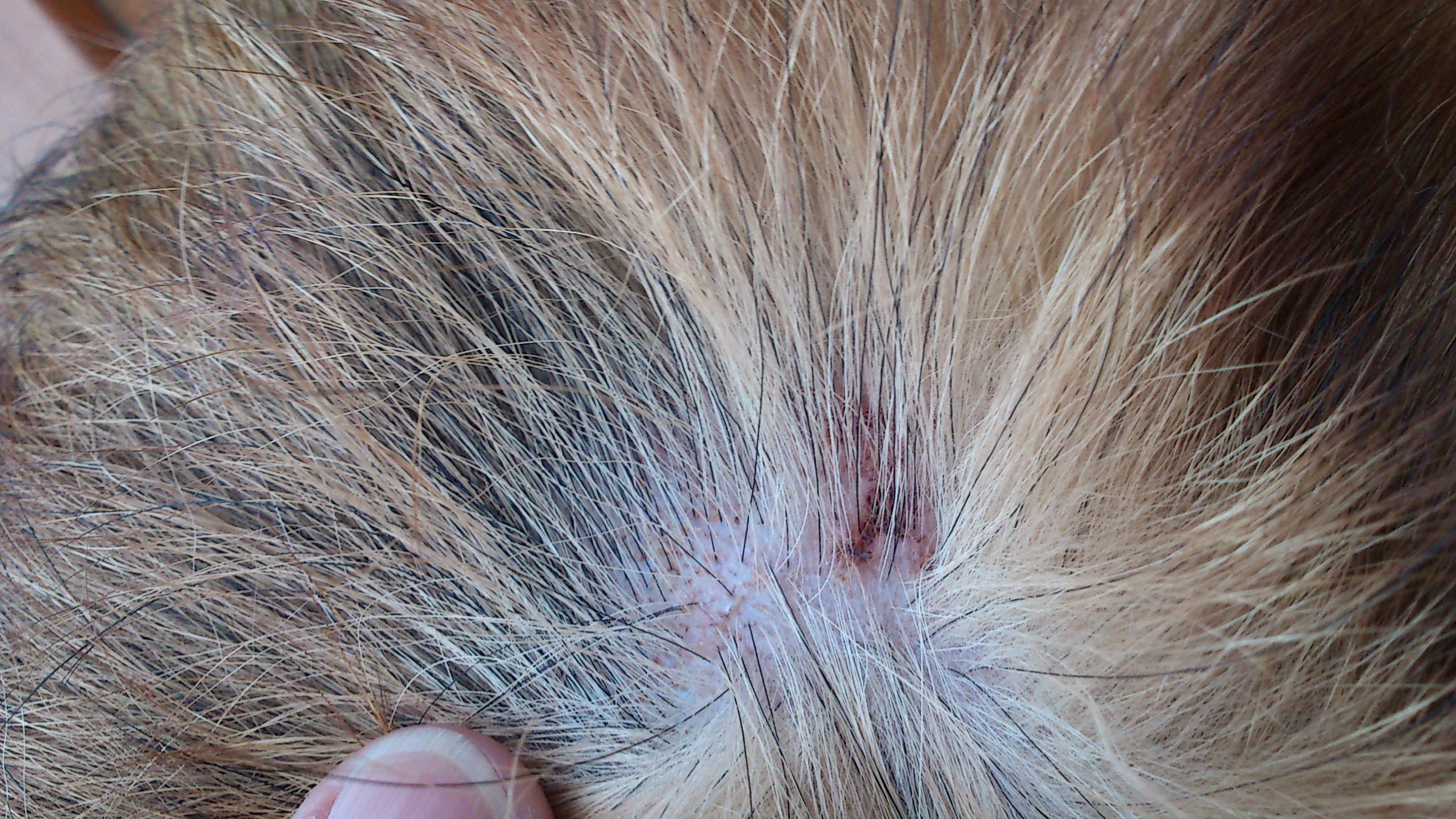 Mein Hund hat das Jucken. Wie kann ich ihm helfen? (Tiere, Haut, Wunde)