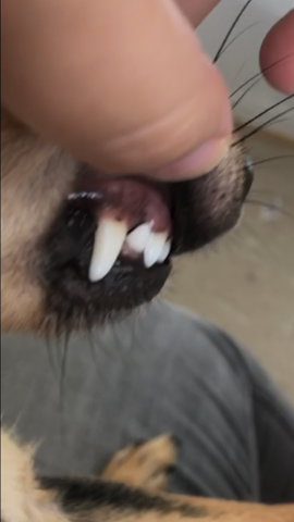 mein hund hat ein schwarzen fleck am zahn normal gesundheit und medizin zahne tierarzt