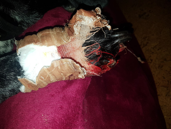 Mein Hund hat ein Verletzten Zeh und leckt ihn trotz Halskrause blutig