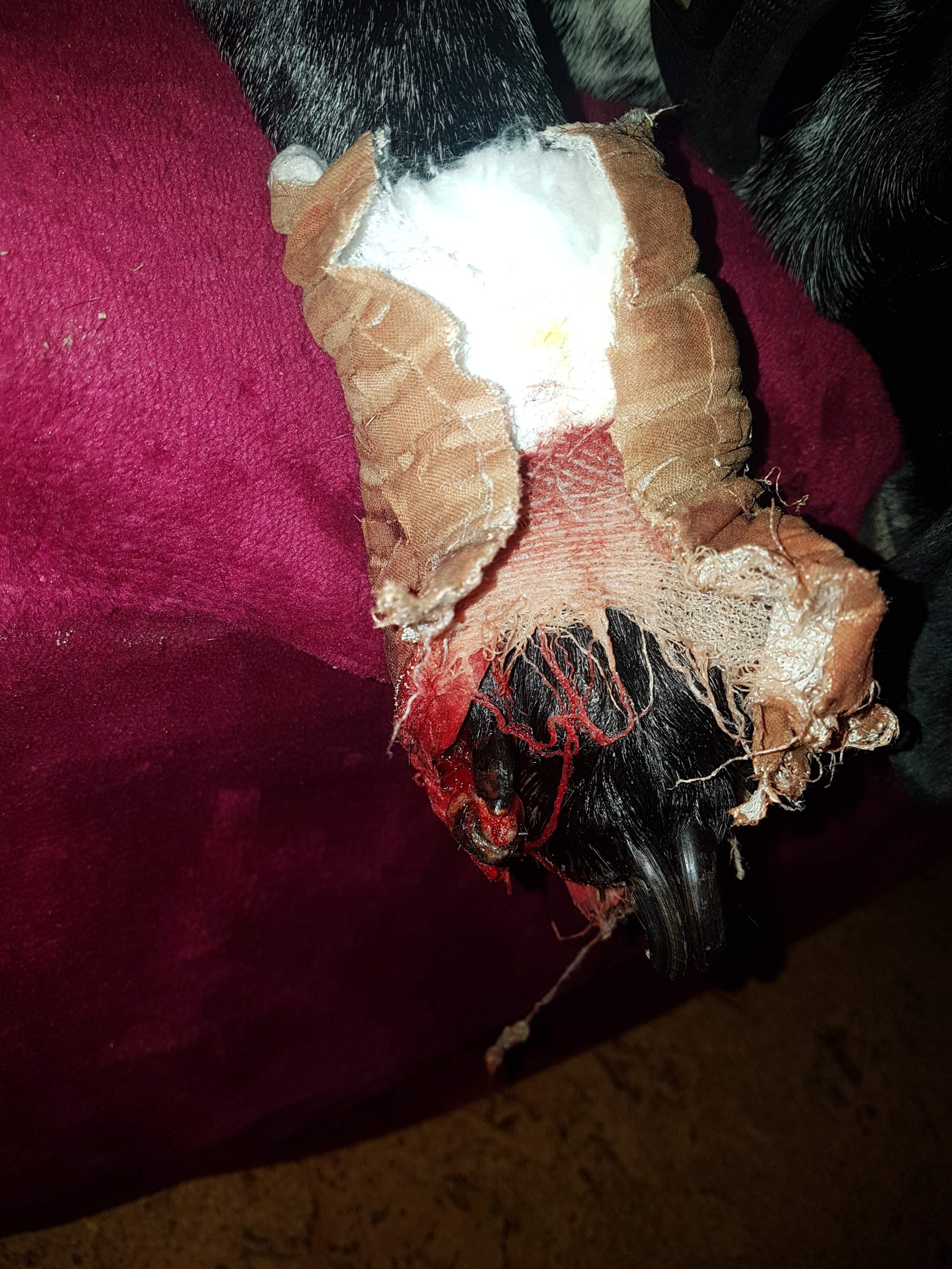 Mein Hund hat ein Verletzten Zeh und leckt ihn trotz Halskrause blutig