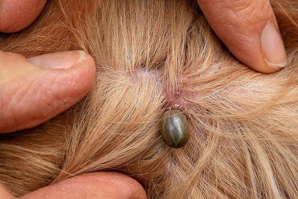 Mein Hund Hat Ein Zeckenkopf An Der Haut Zecken