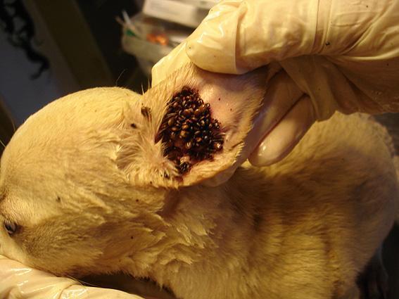 Mein Hund Hat Ein Zeckenkopf An Der Haut Zecken