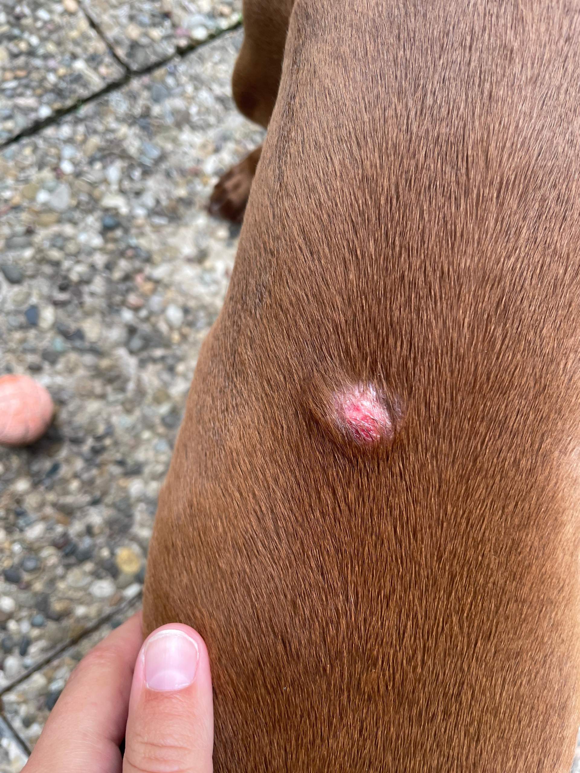 Mein Hund hat eine Beule am Rücken? (Tierarzt, Fell, Hundekrankheiten)