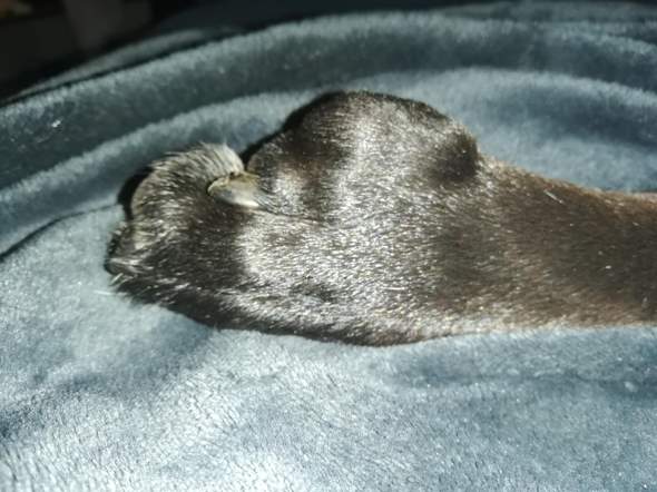 mein hund hat eine dicke pfote haustiere tierarzt haustiere hund