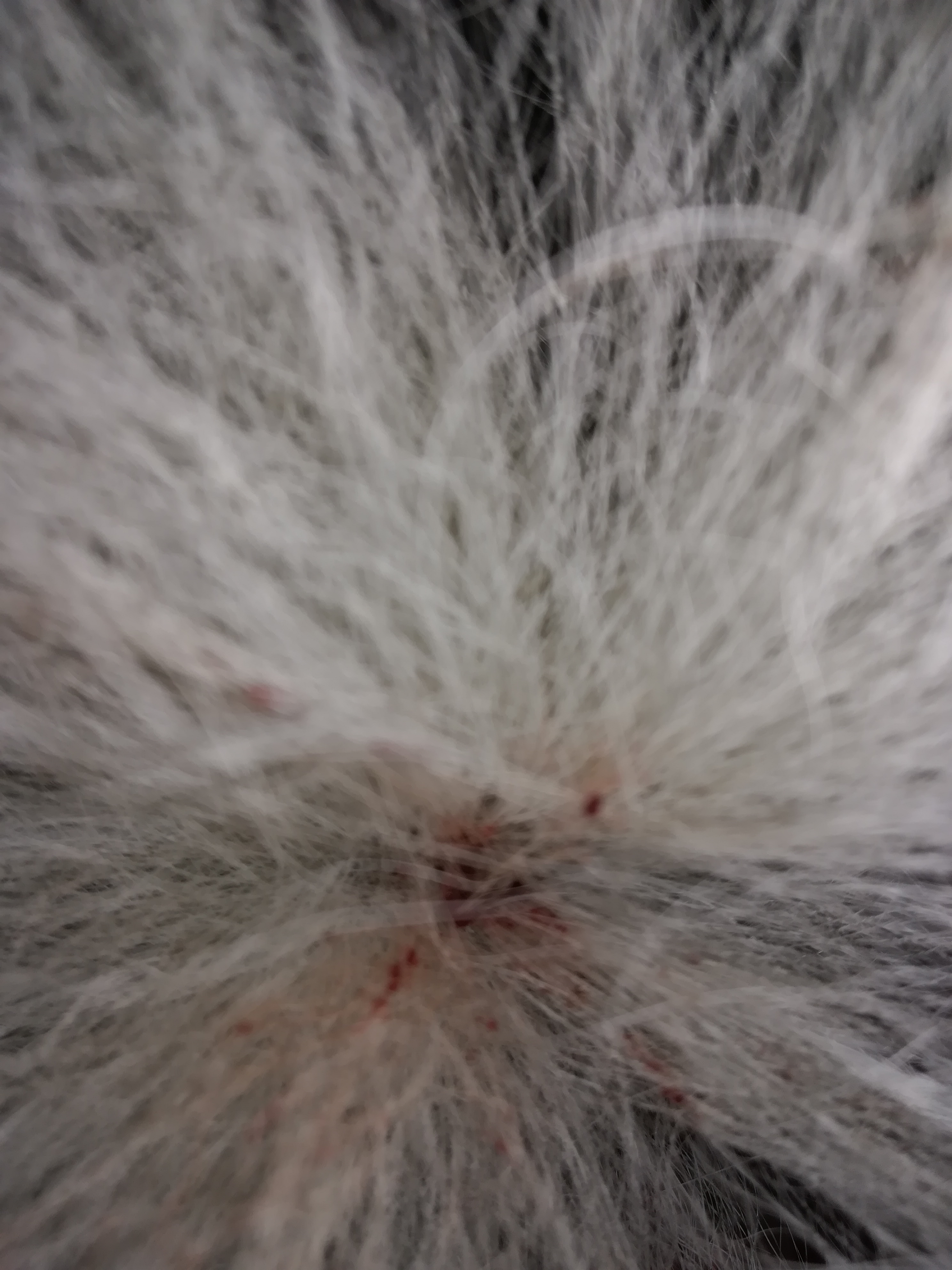 mein hund hat eine kleine wunde am schwanz tierarzt oder einfach heilen lassen gesundheit und medizin tiere