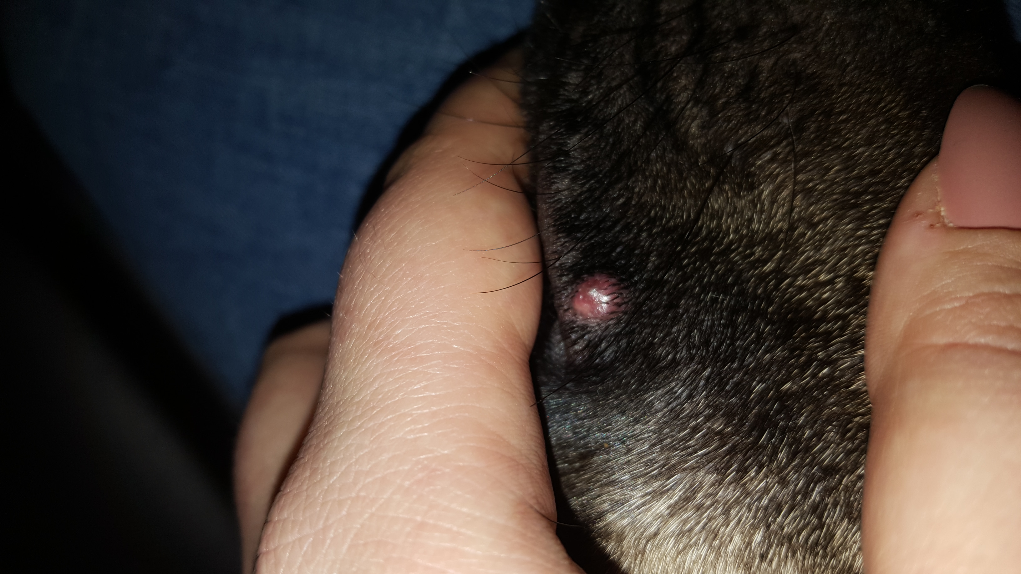 Mein hund hat eine rote beule an der schnauze Pickel? (Tierarzt, Rasse