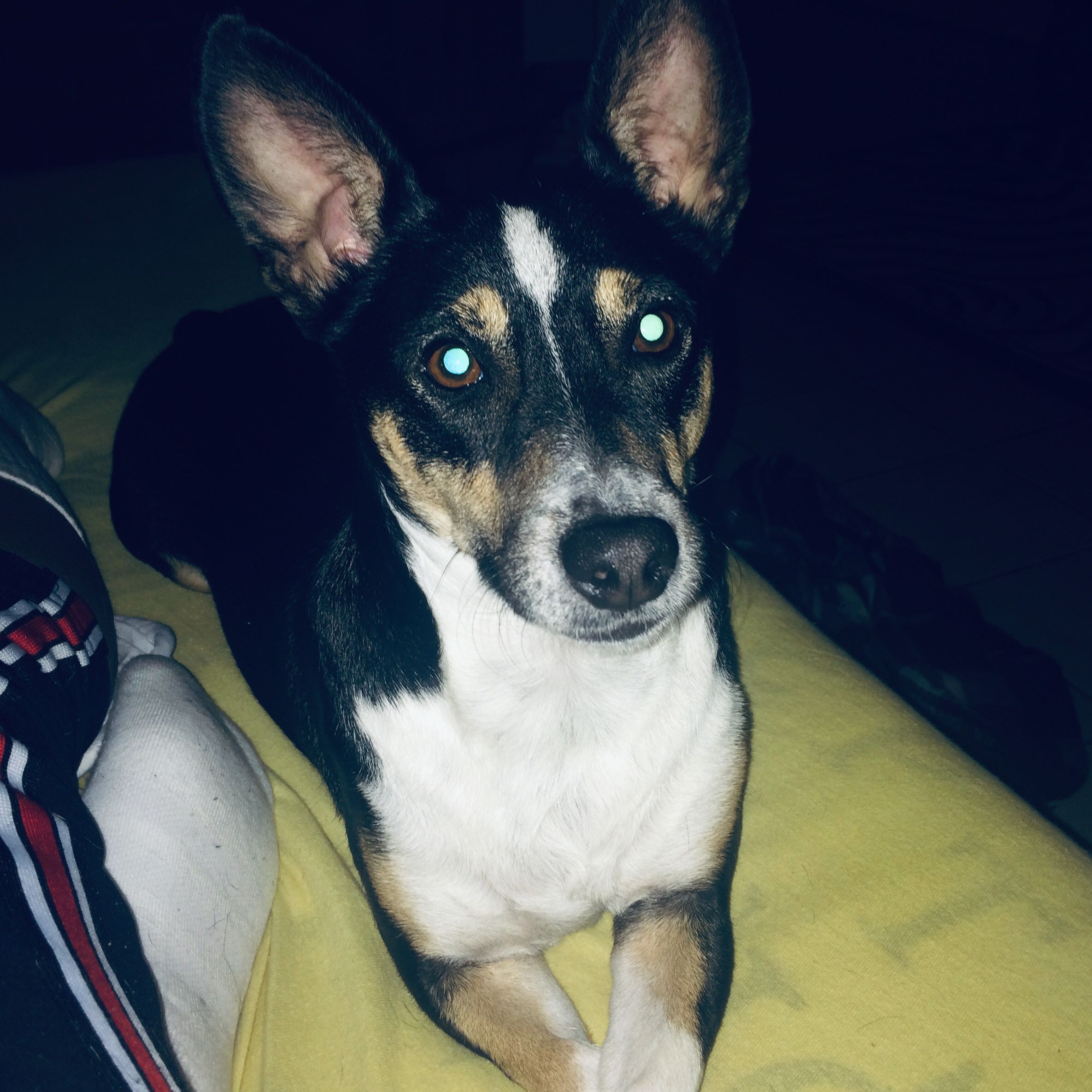 mein hund hat eine socke verschluckt gesundheit und medizin angst tierarzt