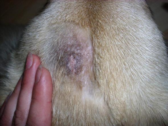 Mein Hund hat eine Wunde! (Verletzung)