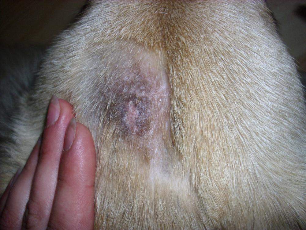 Mein Hund hat eine Wunde! (Verletzung)