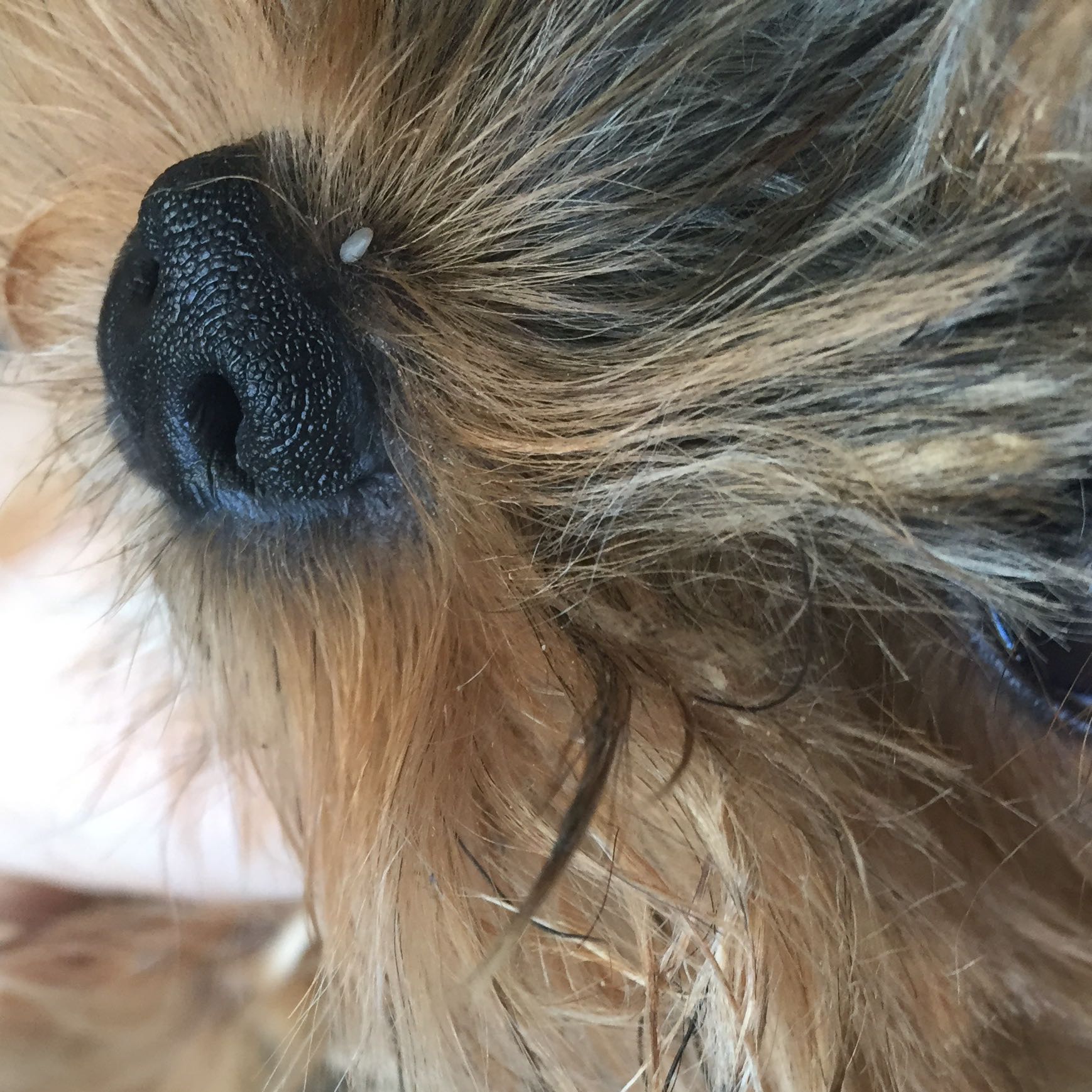 Mein Hund hat eine Zecke, hilfe?