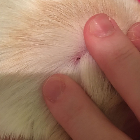 mein hund hat eine zecke wo der kopf drinnen steckt was kann ich tun und es ist schon rot