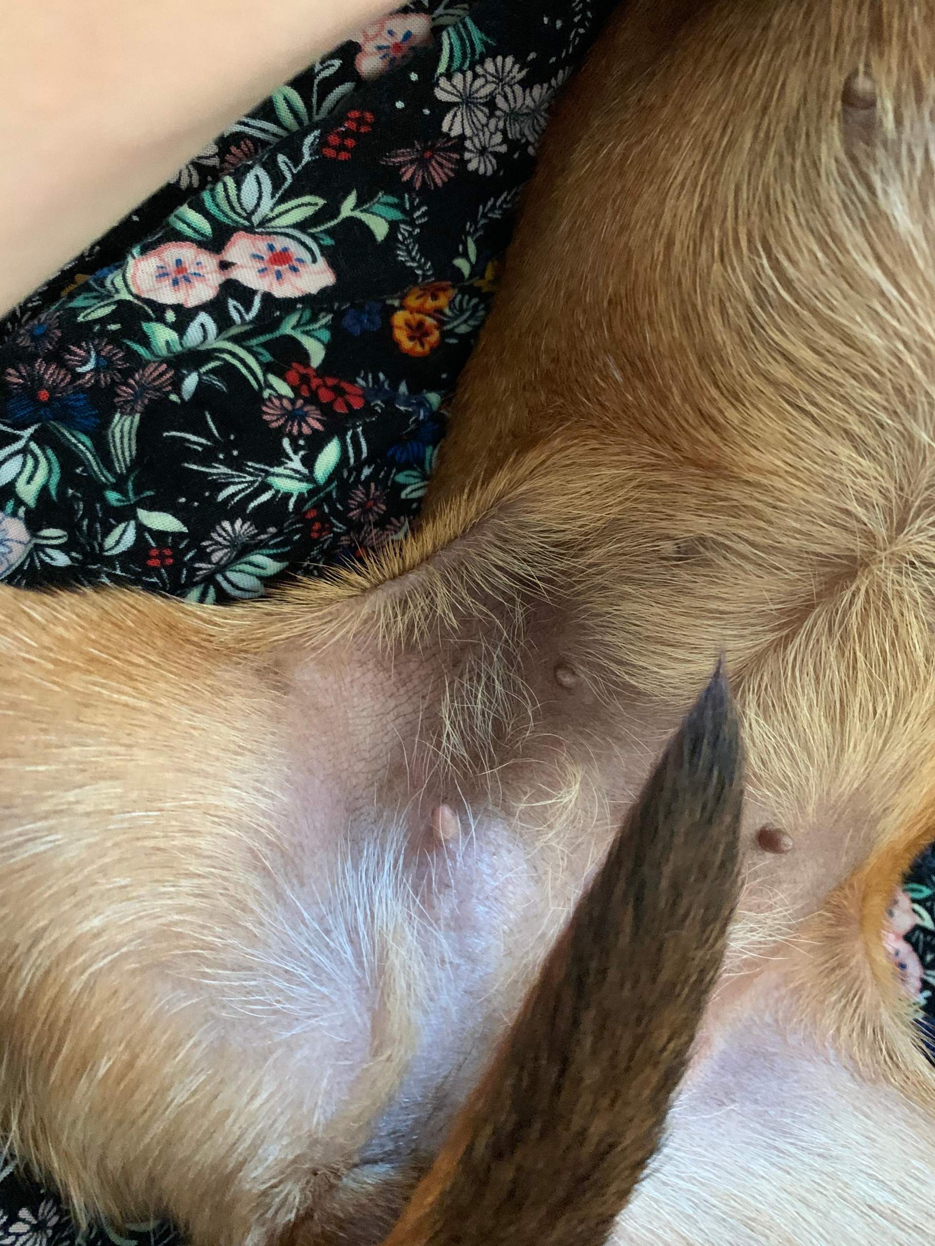 hund hat dunkle flecken auf der haut