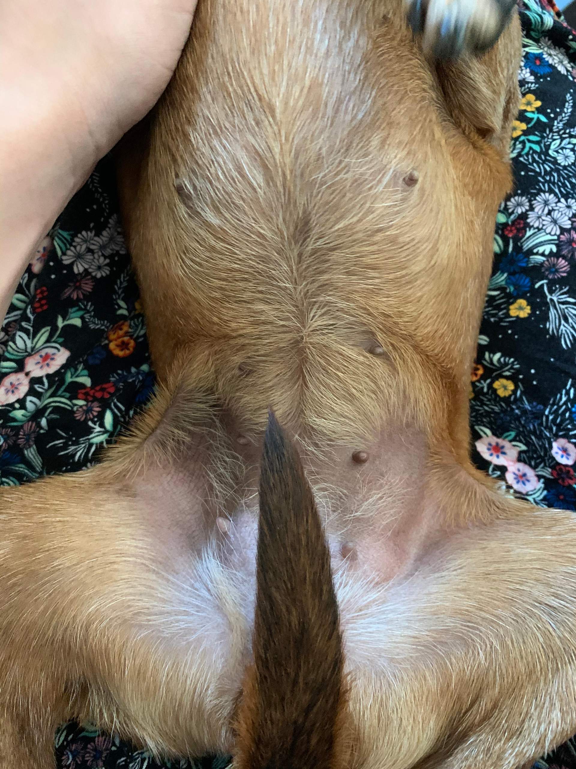 Mein Hund hat einen lila Bauch? (Tiere)