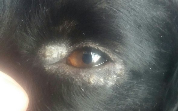 Mein Hund hat etwas am Auge und auch an der Nase sie versucht immer an