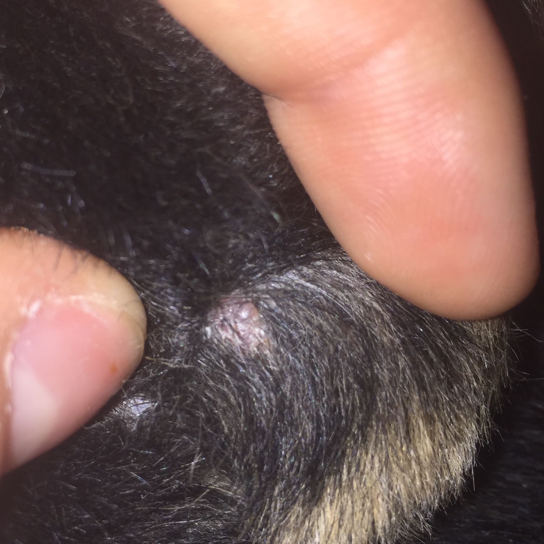 Mein hund hat etwas am ellenbogen? (Wunde)