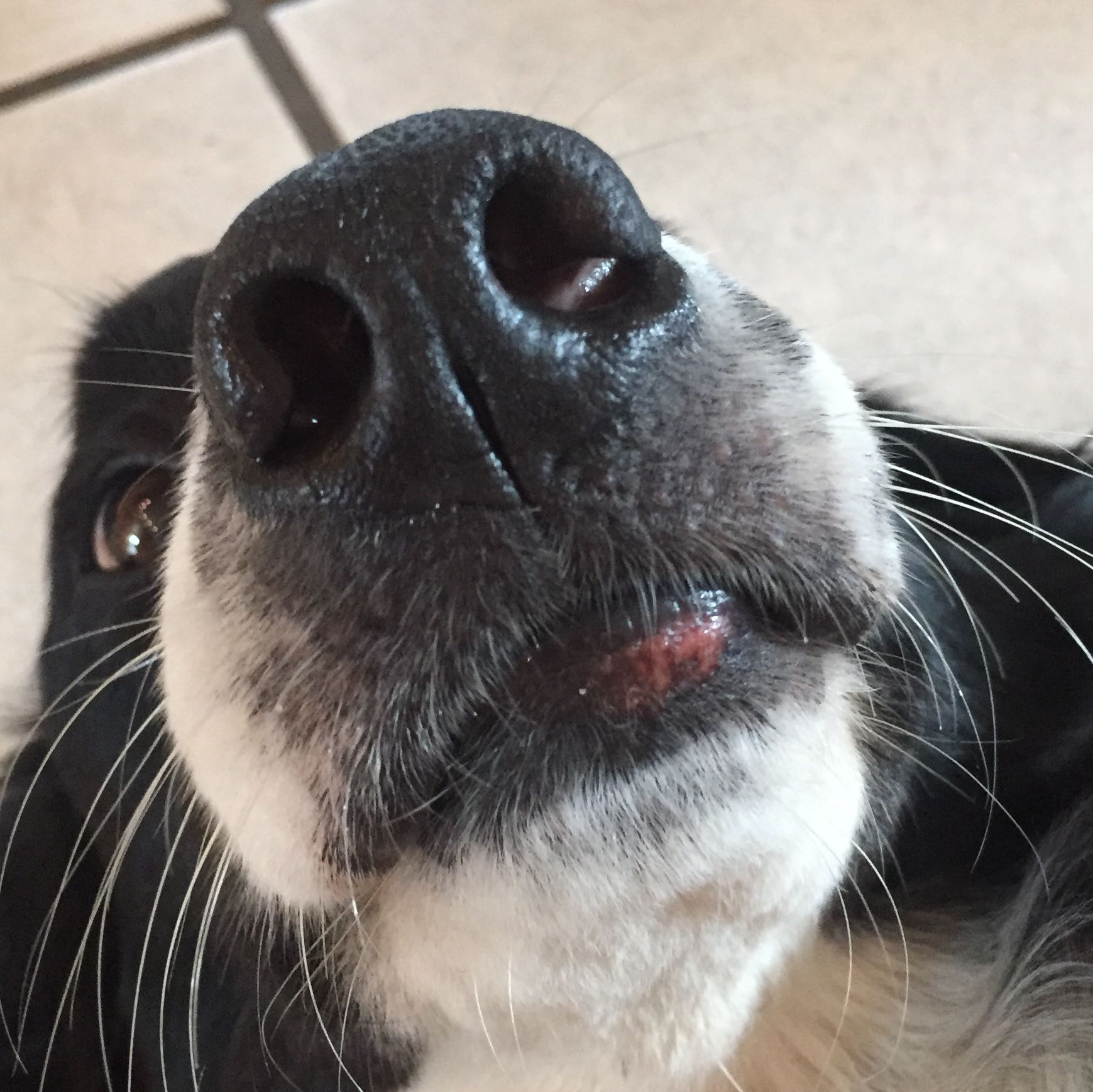 Mein Hund hat etwas am Mund, Entzündung? (Tiere, Tiermedizin)