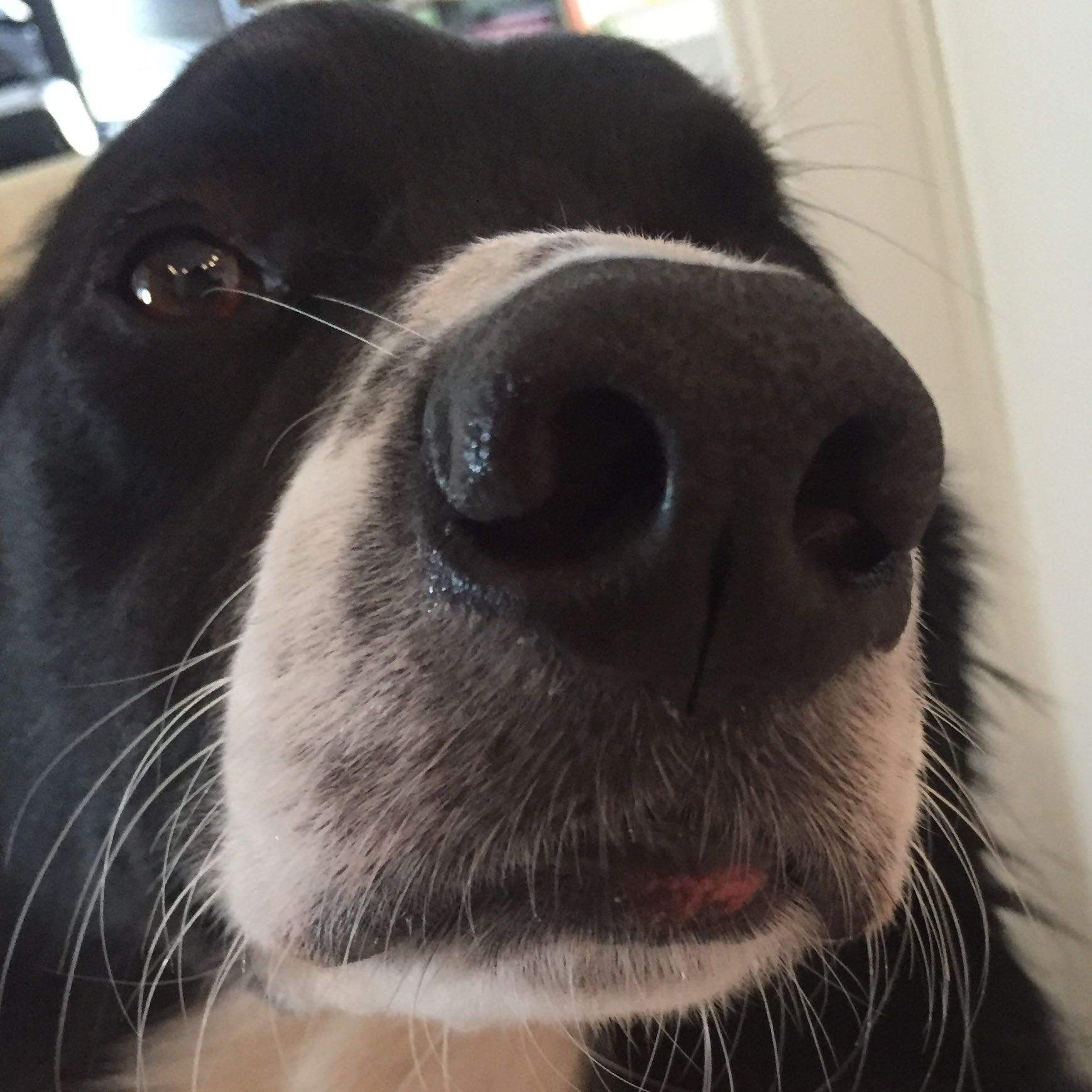 Mein Hund hat etwas am Mund, Entzündung? (Tiere, Tiermedizin)