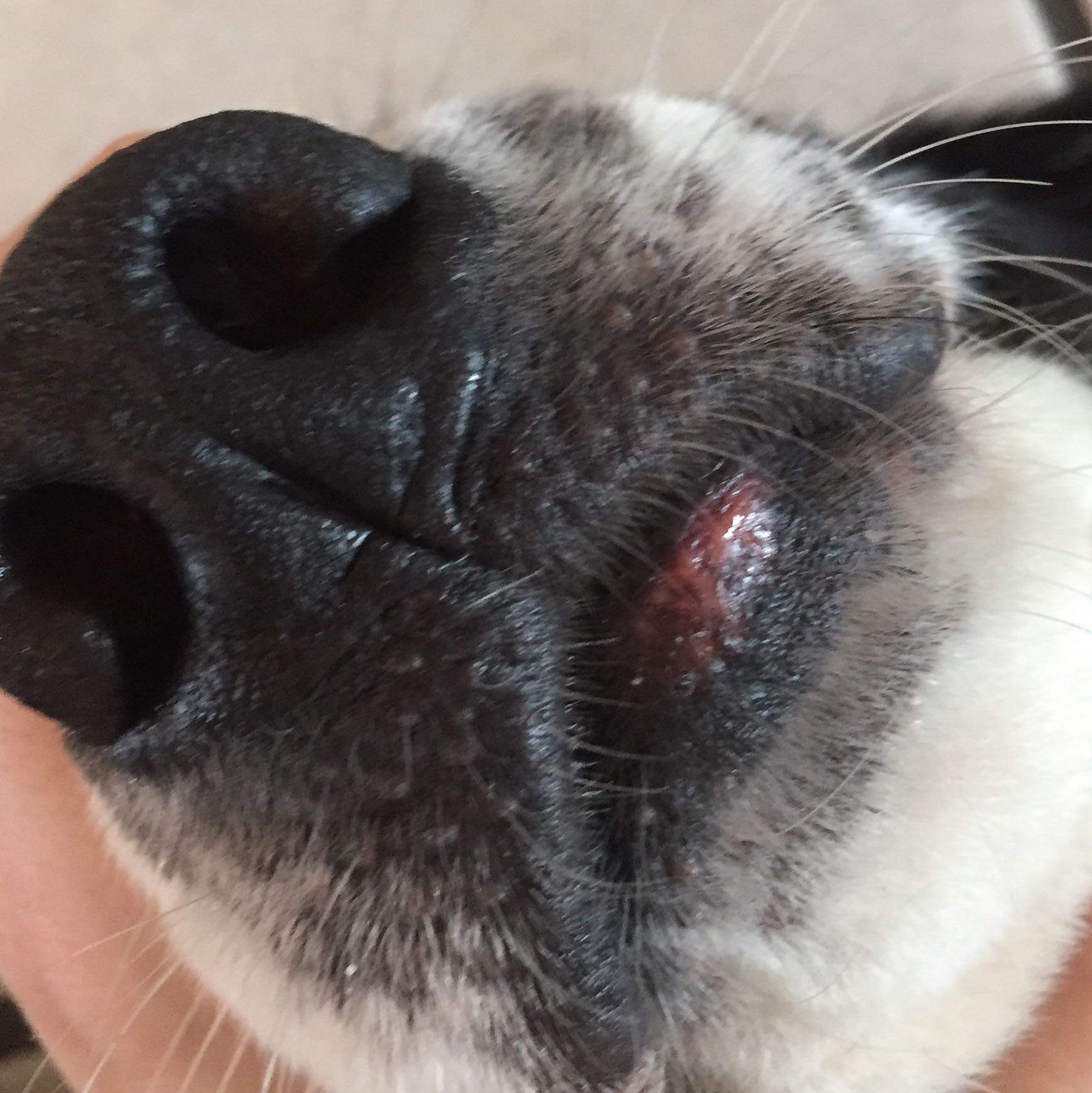 warze am augenlid beim hund