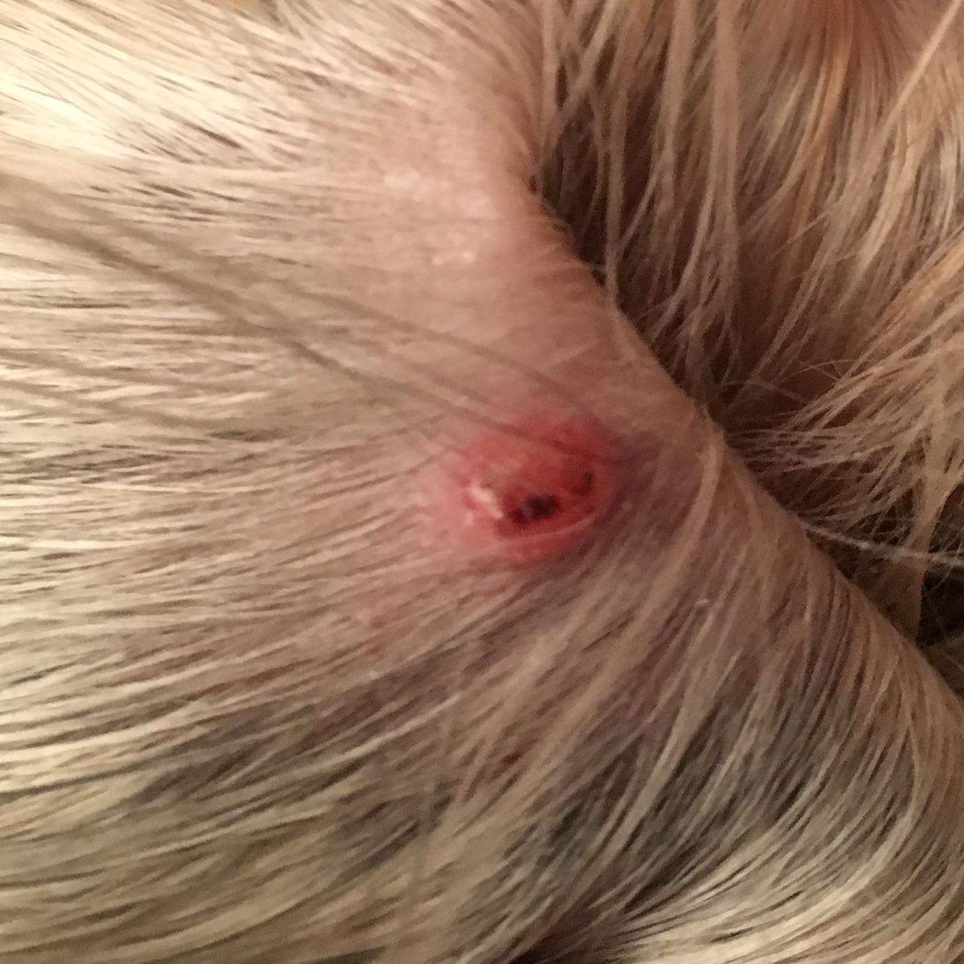Mein Hund hat etwas am Ohr?
