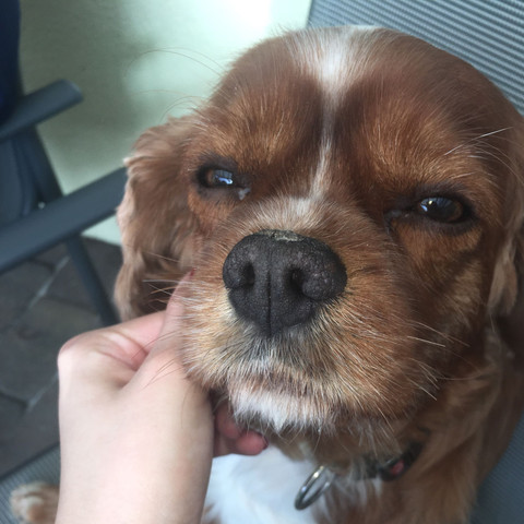 Mein Hund Hat Etwas Komisches Auf Der Nase Trockene Haut Dog