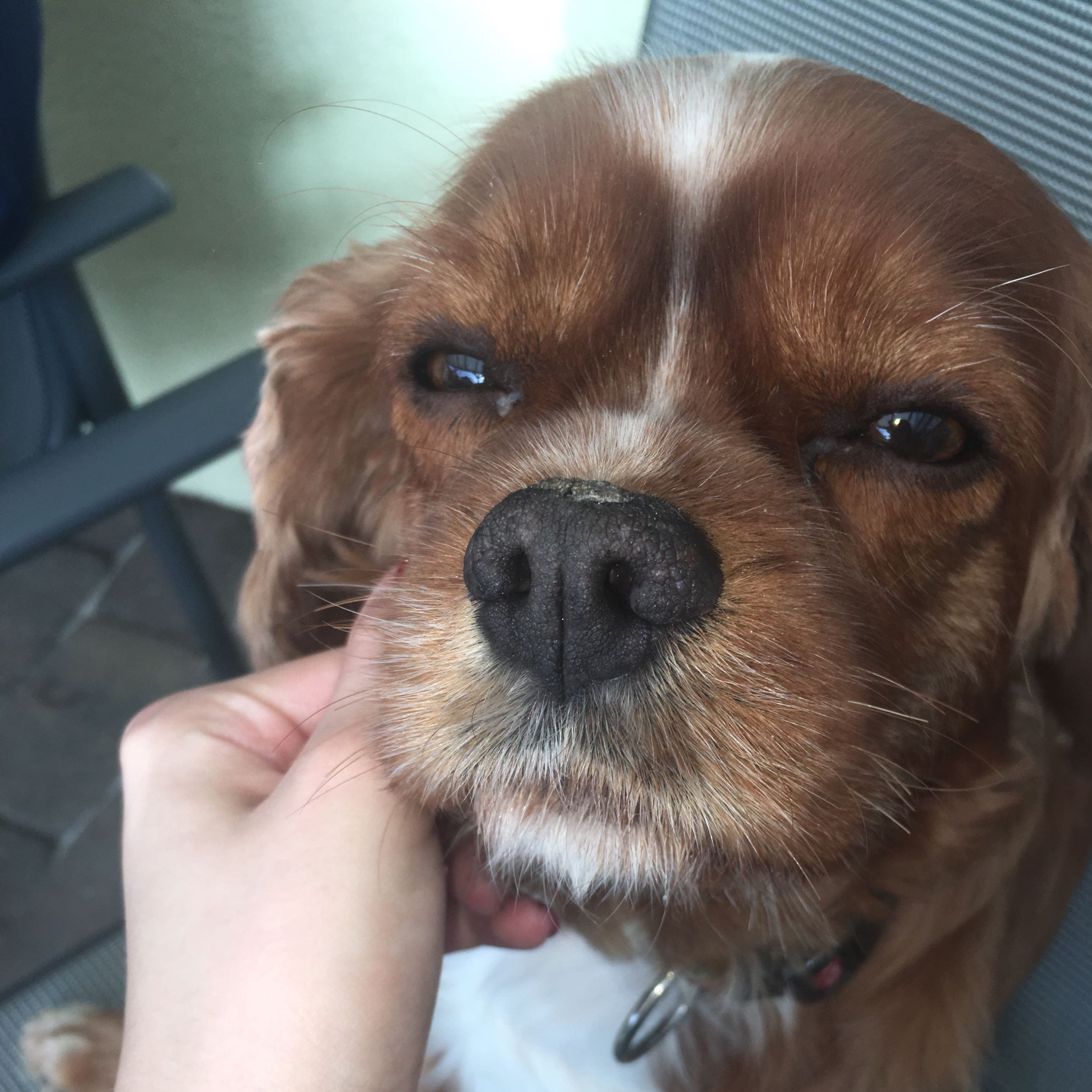 Mein Hund hat etwas komisches auf der Nase? (trockene Haut, dog)