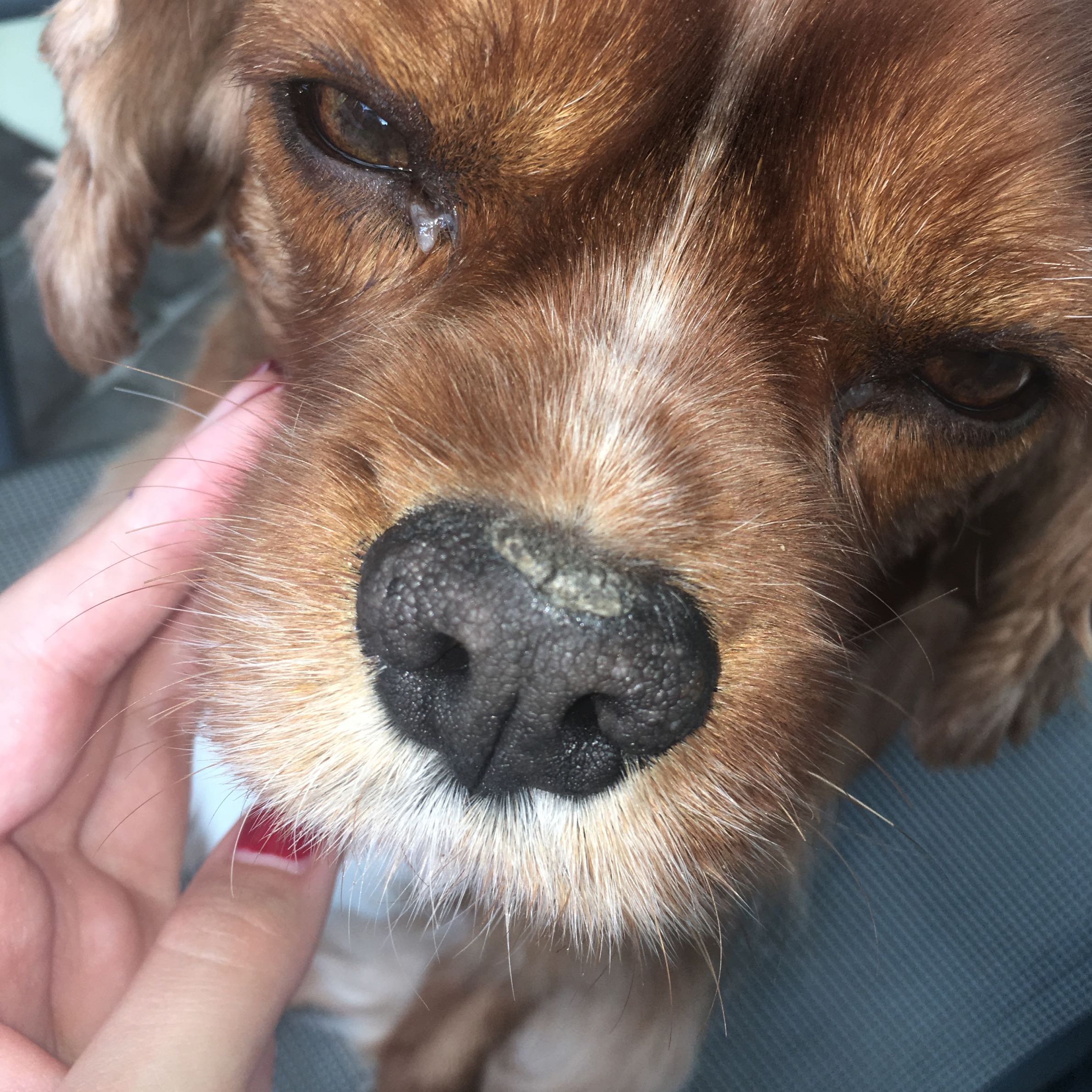 Mein Hund hat etwas komisches auf der Nase? (trockene Haut, dog)
