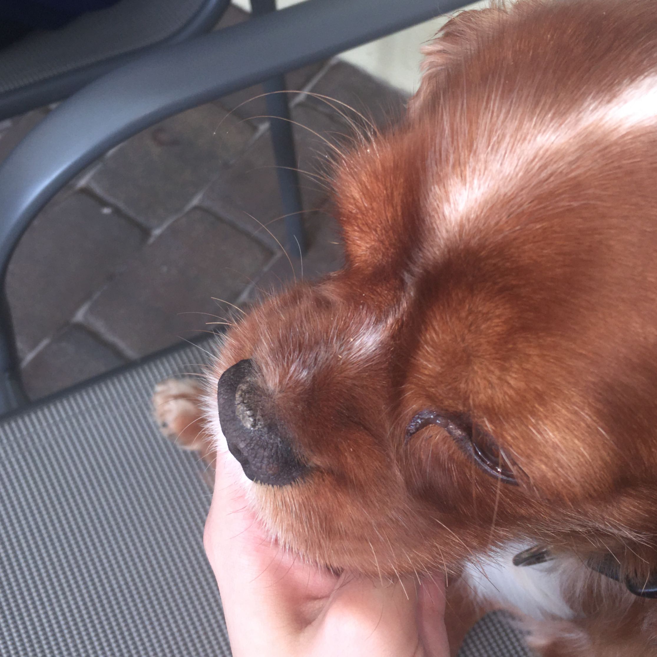 Mein Hund hat etwas komisches auf der Nase? (trockene Haut, dog)