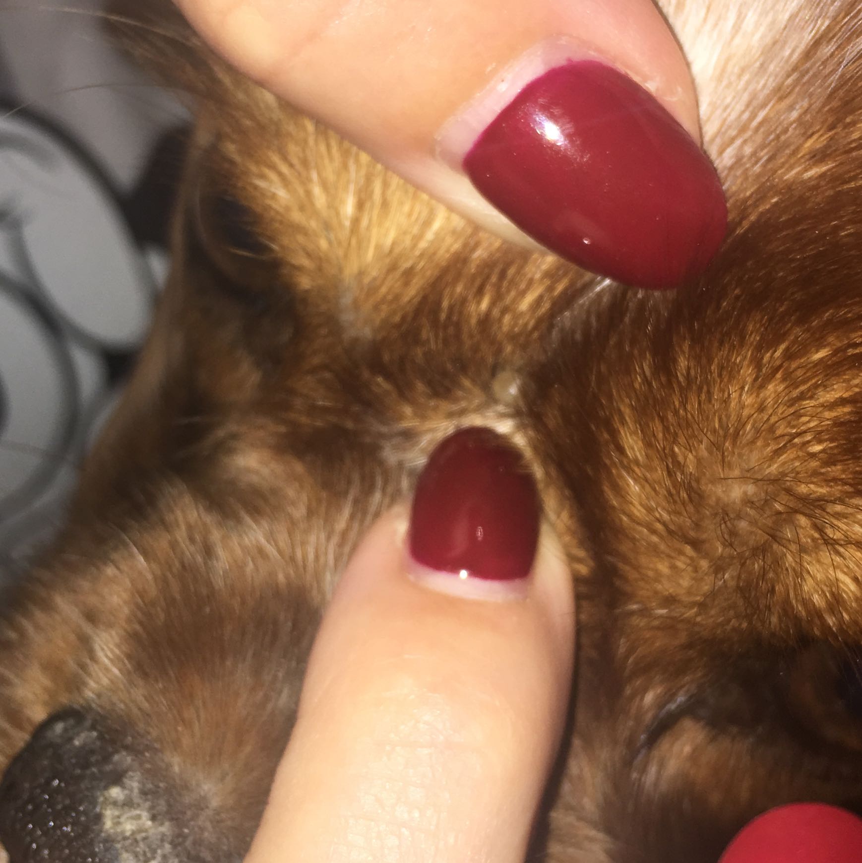 Mein Hund hat etwas was nach einer Zecke aussieht. Sollte ich besser