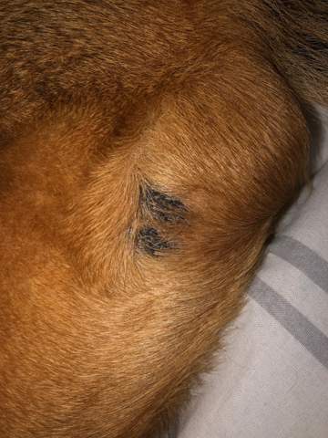 mein hund hat kahle stellen gesundheit und medizin