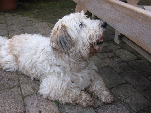 Mein hund hat kaubonbon gegessen was tun? (Haustiere)