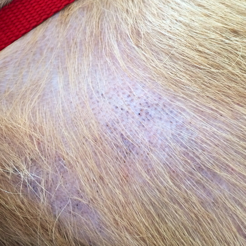 Mein Hund hat komische flecken. Was könnte das sein?! (Tiere, Krankheit